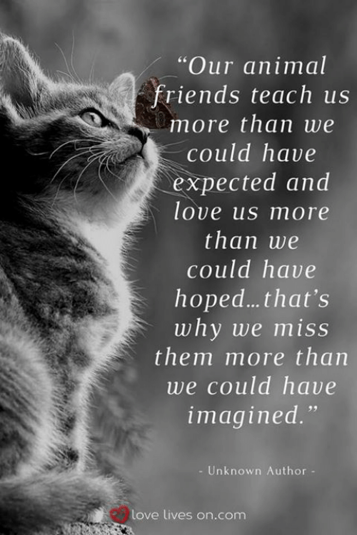 animal-friends-teach-us animal-friends-teach-us