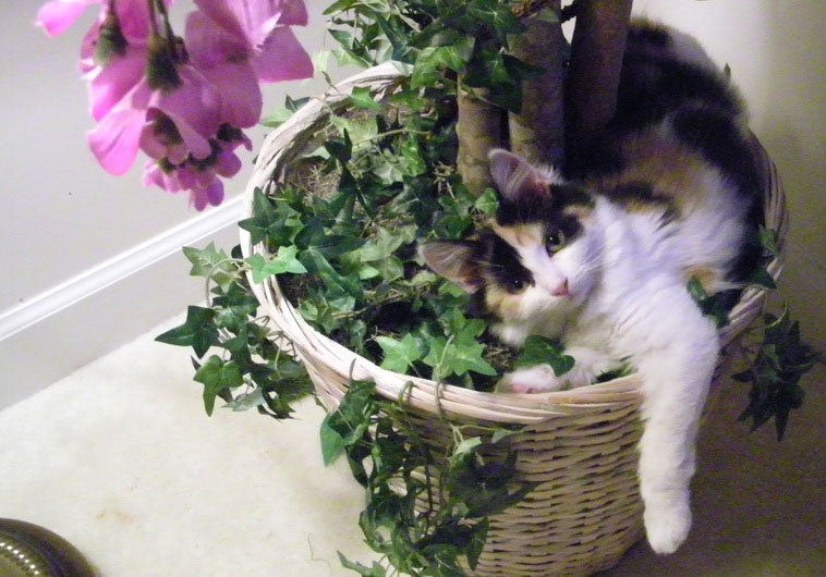 Founder Bikini Beach Cat Rescue